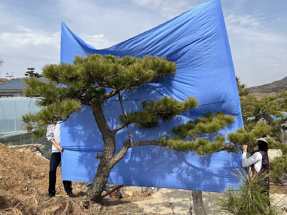 造型油松