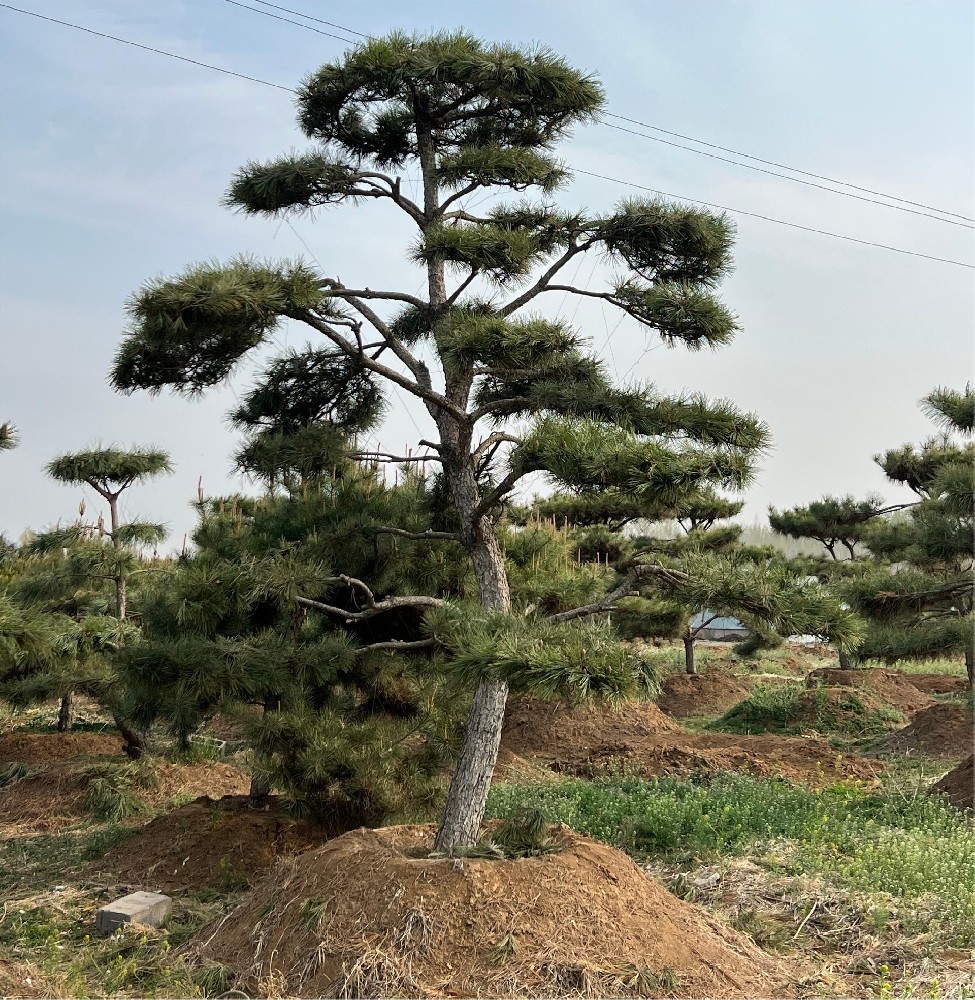 造型松