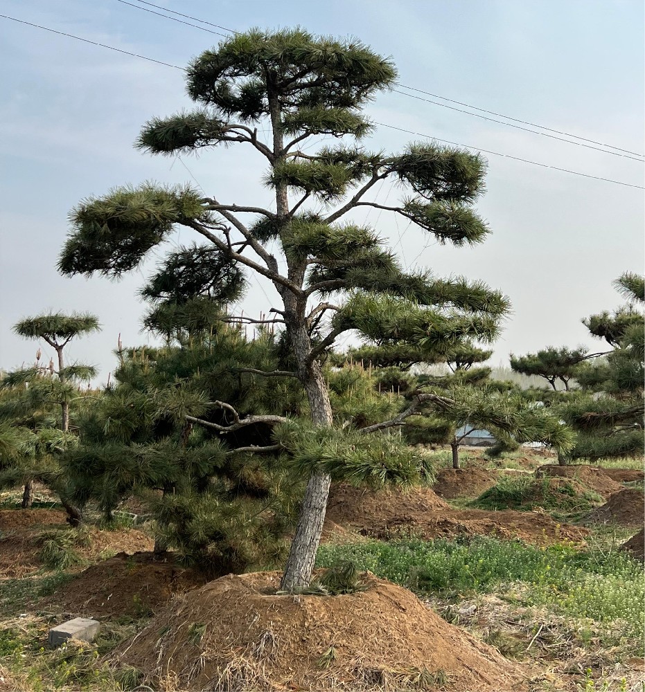 造型黑松